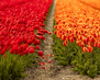 Netherlands02