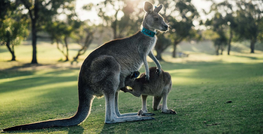 Australia03