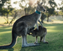 Australia03